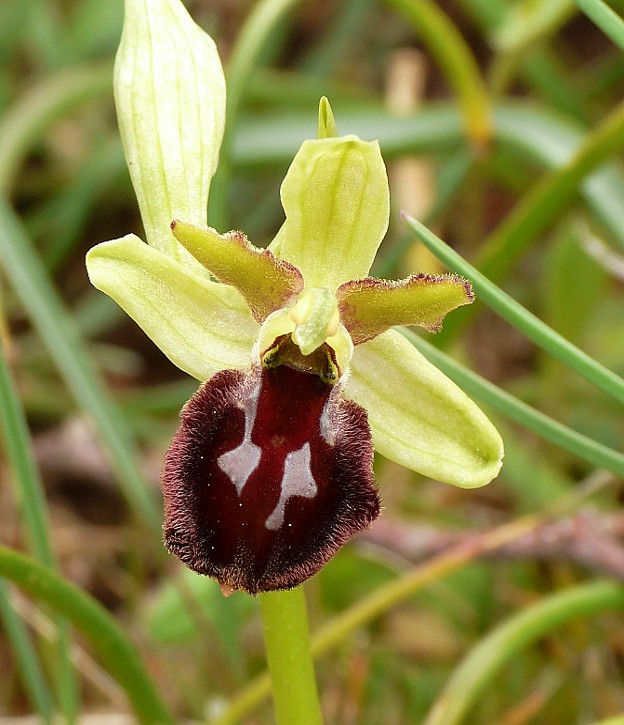 ibrido di Ophrys argolica subsp crabronifera